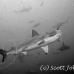 shark_hammerhead_scalloped_dar_h_0146_ecu0918_bw.jpg